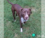 Small #10 Labrador Retriever Mix