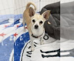 Small Chihuahua
