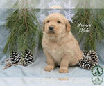 Small Photo #13 Golden Retriever Puppy For Sale in HARRISONBURG, VA, USA