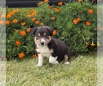 Small #3 Border Collie-Bordoodle Mix