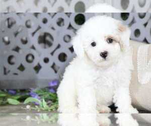 Poochon Puppy for sale in MOUNT VERNON, OH, USA