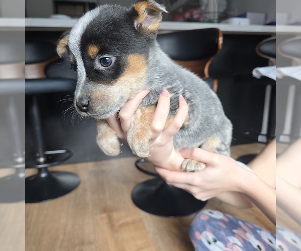 Medium Photo #12 Australian Cattle Dog Puppy For Sale in PUYALLUP, WA, USA