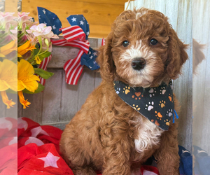 Goldador Doodle Puppy for sale in FIRESTONE PARK, CA, USA