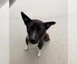 Small American Pit Bull Terrier Mix
