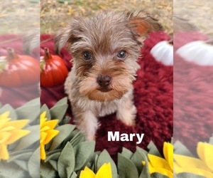 Schnauzer (Miniature) Puppy for sale in FORT GIBSON, OK, USA