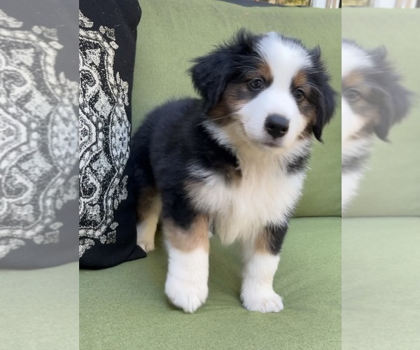Medium Photo #3 Miniature Australian Shepherd Puppy For Sale in LA CANADA FLINTRIDGE, CA, USA