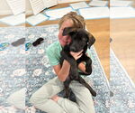 Small #3 Labrador Retriever Mix