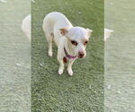 Small #4 Chihuahua Mix
