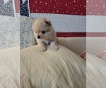 Small Photo #11 Pomeranian Puppy For Sale in CHEYENNE, WY, USA