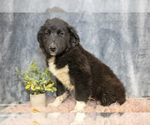 Puppy Greta Gollie