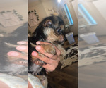 Image preview for Ad Listing. Nickname: Yorkie Mix