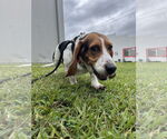 Small #2 Basset Hound