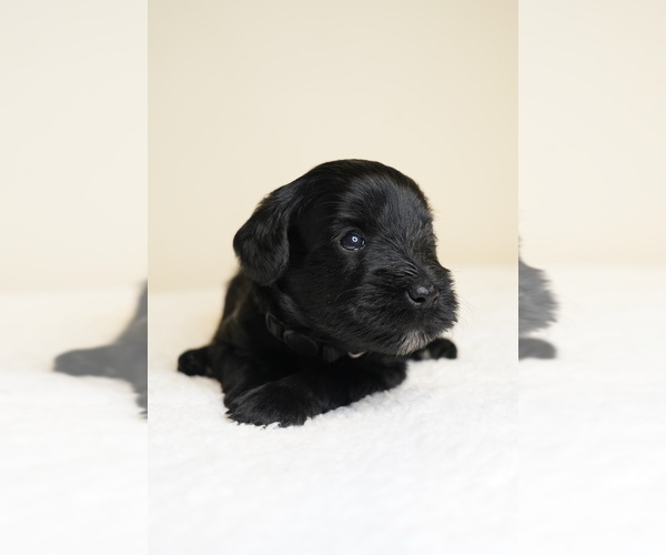 Medium Photo #1 Schnauzer (Miniature) Puppy For Sale in MIAMI, FL, USA