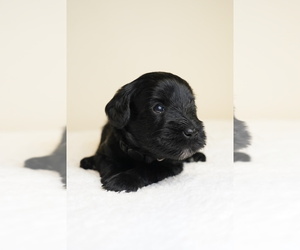 Schnauzer (Miniature) Puppy for Sale in MIAMI, Florida USA