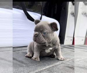 French Bulldog Puppy for sale in BILOXI, MS, USA