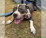 Small #1 American Pit Bull Terrier Mix