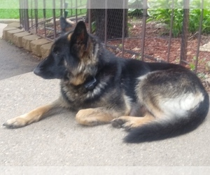 Mother of the Golden Shepherd puppies born on 05/15/2025