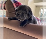 Small #12 Labrador Retriever