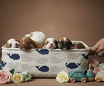 Small #1 Olde English Bulldogge
