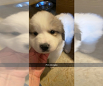 Small Photo #7 Great Pyrenees Puppy For Sale in MONEE, IL, USA
