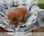 Small #2 Golden Retriever