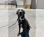 Small Labrador Retriever Mix