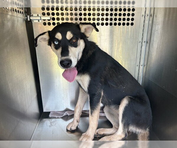 Medium Photo #1 Siberian Husky-Unknown Mix Puppy For Sale in Oklahoma City, OK, USA