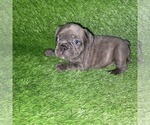 Small Photo #15 French Bulldog Puppy For Sale in HOFFMAN ESTATES, IL, USA