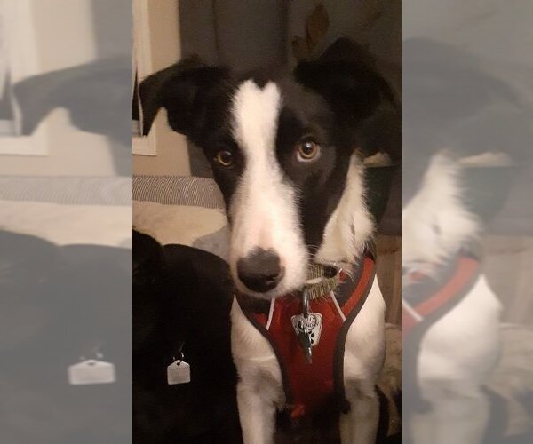 Medium Photo #1 Border Collie Puppy For Sale in Calgary, Alberta, Canada