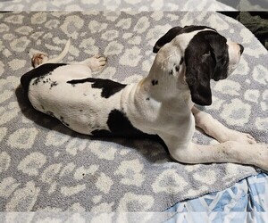 Great Dane Puppy for sale in BROWNSTOWN, IN, USA