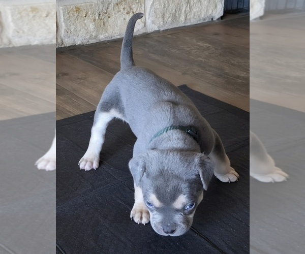 Medium Photo #1 American Bully Puppy For Sale in COPPERAS COVE, TX, USA
