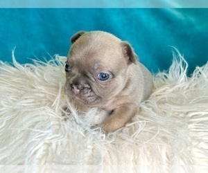 French Bulldog Puppy for sale in CHARLESTON, SC, USA