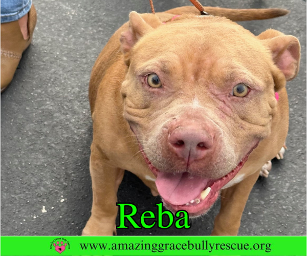 Medium Photo #9 American Bulldog-Unknown Mix Puppy For Sale in Pensacola, FL, USA