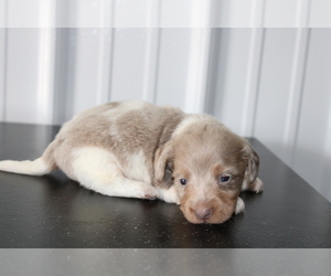 Dachshund Puppy for sale in BLOOMINGTON, IN, USA