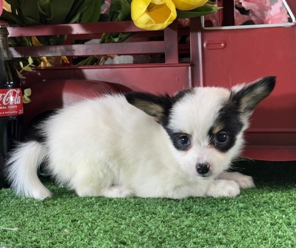 Medium Photo #4 Papillon Puppy For Sale in CANOGA, NY, USA