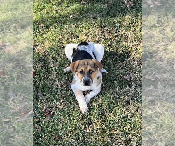 Medium Photo #2 Mutt Puppy For Sale in Candler, NC, USA