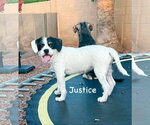 Small #2 Border Terrier Mix