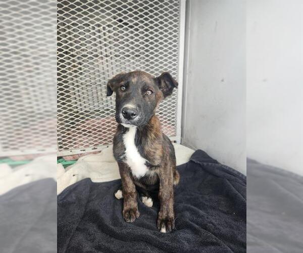 Medium Photo #1 Mutt Puppy For Sale in Bakersfield, CA, USA