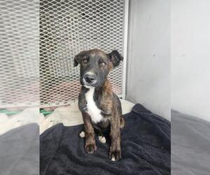 Mutt Dogs for adoption in Bakersfield, CA, USA