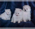 Small #2 Pomeranian