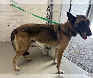 Mutt Dogs for adoption in San Bernardino, CA, USA