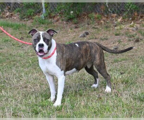 Medium Photo #2 Boxer-Unknown Mix Puppy For Sale in Glen Allen, VA, USA