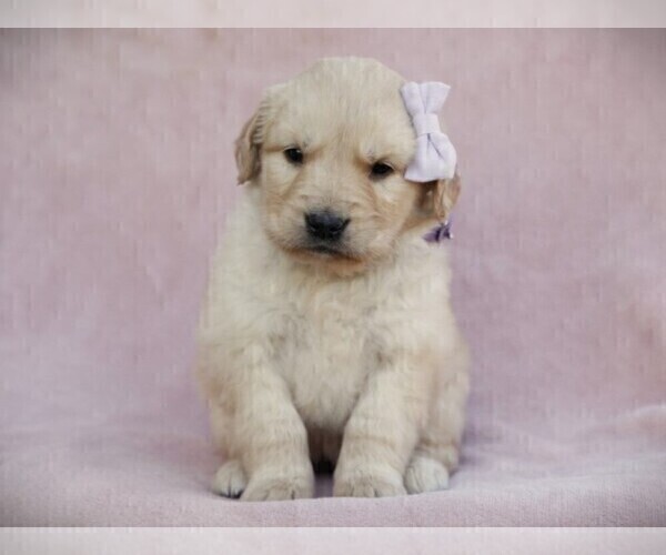 Medium Photo #3 Golden Retriever Puppy For Sale in LIBERTY, KY, USA