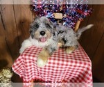 Puppy Mini Teddy Bernedoodle (Miniature)