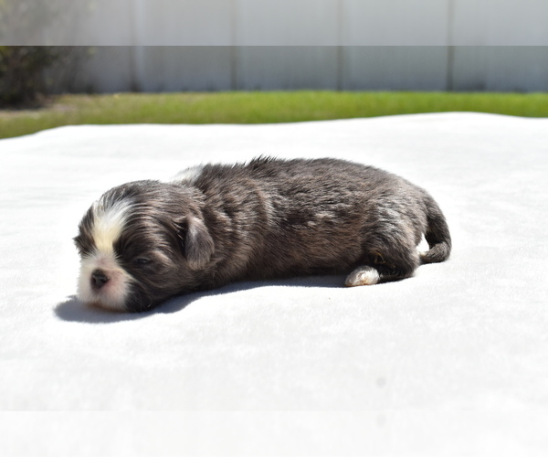 Medium Photo #2 Shih Tzu Puppy For Sale in PALM COAST, FL, USA
