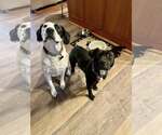Small Photo #8 Labrador Retriever-Unknown Mix Puppy For Sale in Mount Laurel, NJ, USA