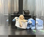 Small Photo #3 Golden Retriever Puppy For Sale in BIG CABIN, OK, USA