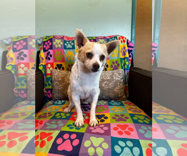 Medium Photo #2 Chihuahua Puppy For Sale in Pacolet, SC, USA