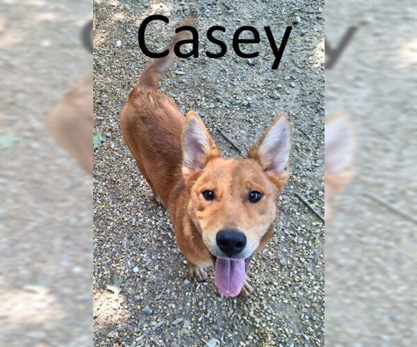 Medium Photo #5 Red Heeler-Unknown Mix Puppy For Sale in Mountain View, AR, USA
