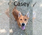 Small #4 Red Heeler Mix